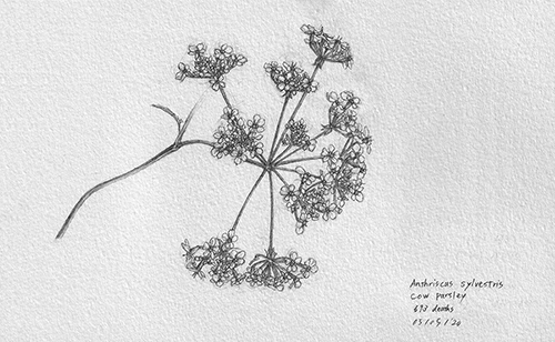 10Cowparsley